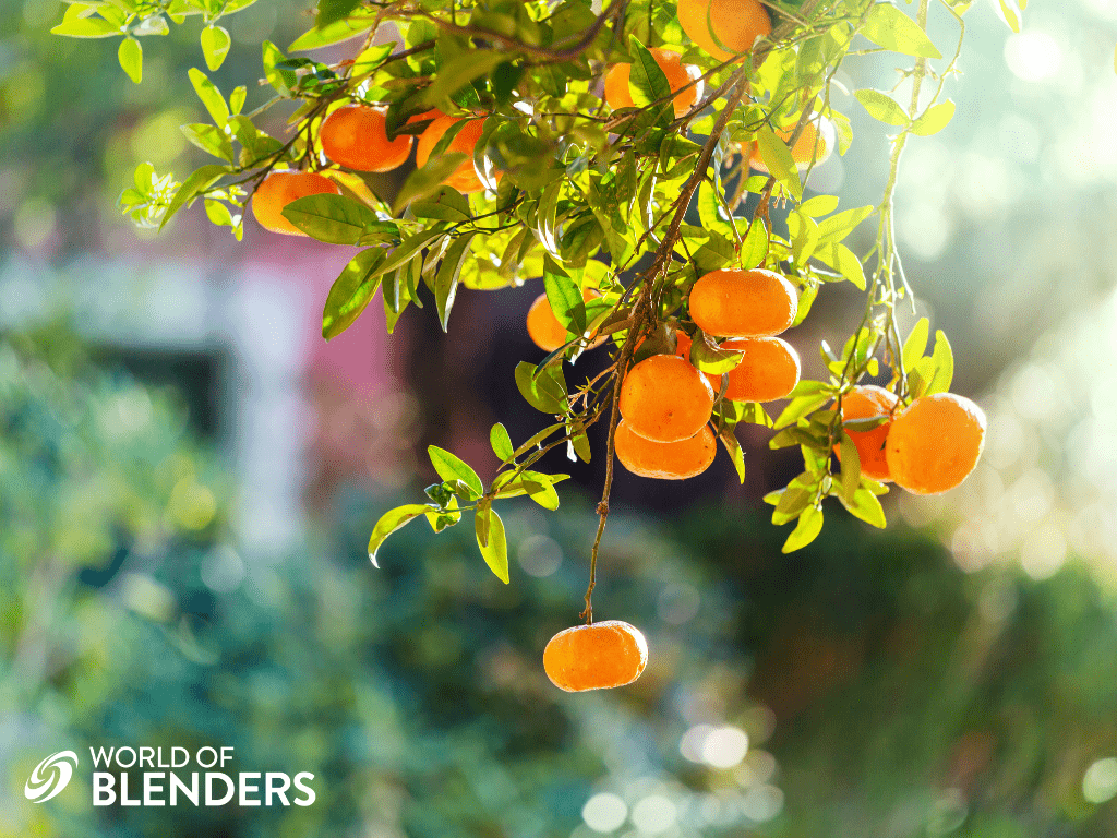 tangerines